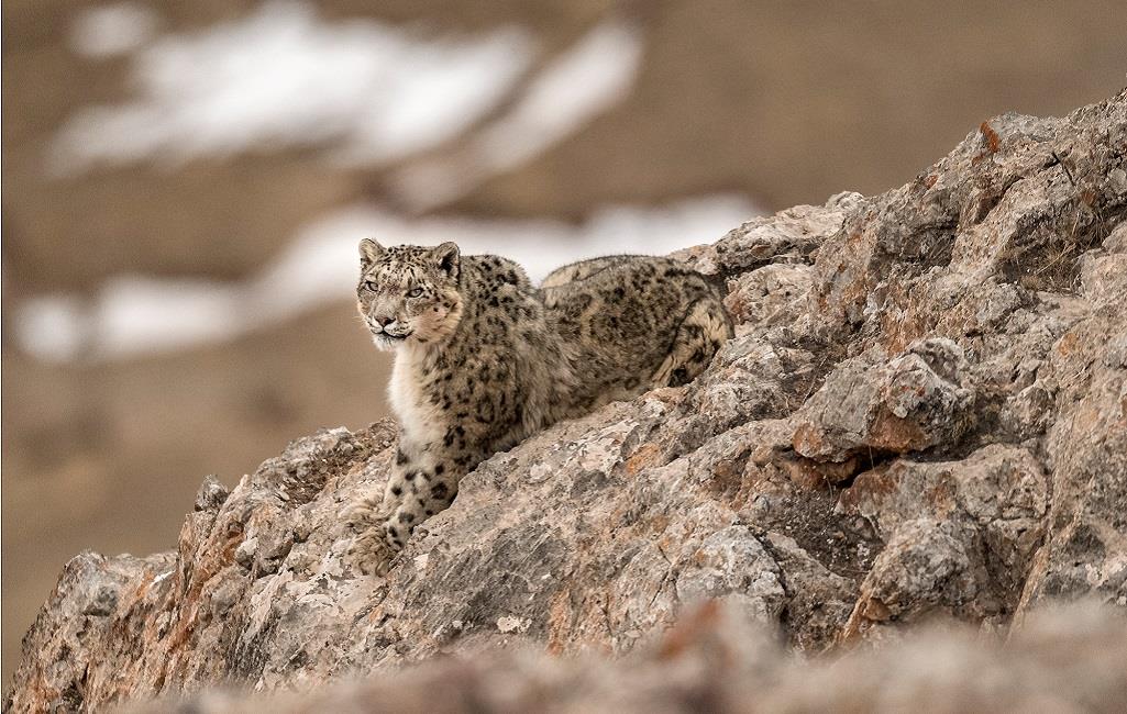 vincent munier panthère neiges livre