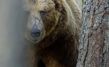 vincent-munier-documentaire-ours-sauvage