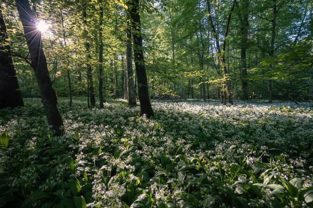plantes sauvages cueillette nature-retour-experience