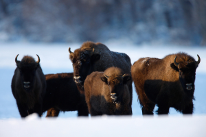 rewilding-ensauvagement-reensauvagement-bison