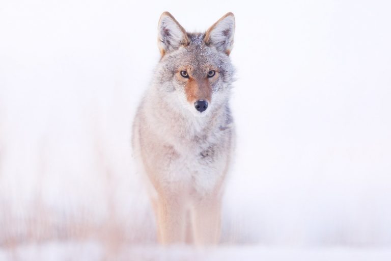 Jérémie Villet, photographe du monde blanc alumette