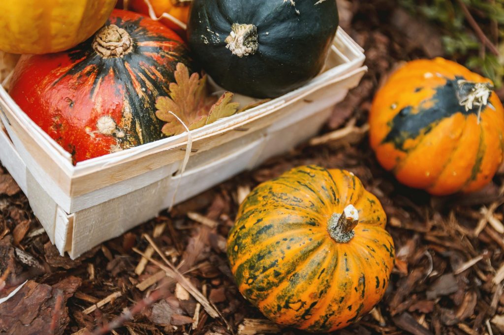 potager-pas-a-pas-automne